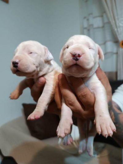 Dogo Argentino, tenci